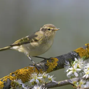 Chiffchaff Print, Littlewood Ranch, Austria Chiffchaff Print, Littlewood Ranch, Austria