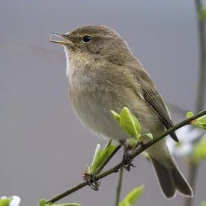 Chiffchaff, Phylloscopus collybita. Chiffchaff, Phylloscopus collybita.