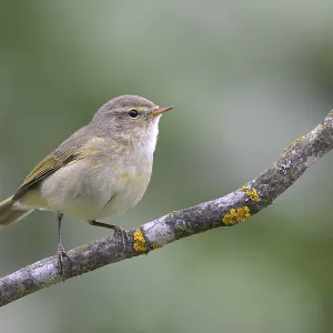 Chiffchaff (Phylloscopus collybita) Chiffchaff (Phylloscopus collybita)