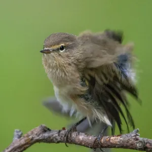 Chifchiría, Phylloscopus collybita. Chifchiría, Phylloscopus collybita.