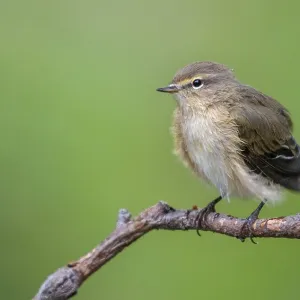 Chiffchaff, Phylloscopus collybita. Chiffchaff, Phylloscopus collybita.