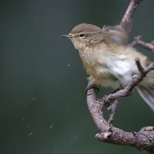 Chiffchaff, Phylloscopus collybita. Chiffchaff, Phylloscopus collybita.