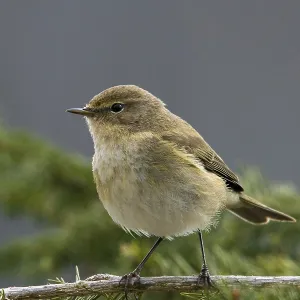 Chifchaf, Phylloscopus collybita. Chifchaf, Phylloscopus collybita.