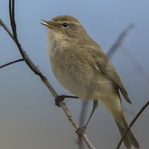 Chiffchaff, Phylloscopus collybita. Chiffchaff, Phylloscopus collybita.