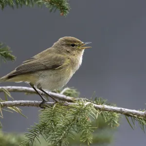 Chifchaf, Phylloscopus collybita. Chifchaf, Phylloscopus collybita.