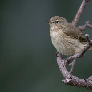 Chifchaf, Phylloscopus collybita. Chifchaf, Phylloscopus collybita.