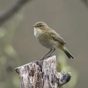 Chifchaf, Phylloscopus collybita. Chifchaf, Phylloscopus collybita.