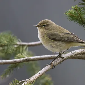 Chifchaf, Phylloscopus collybita. Chifchaf, Phylloscopus collybita.