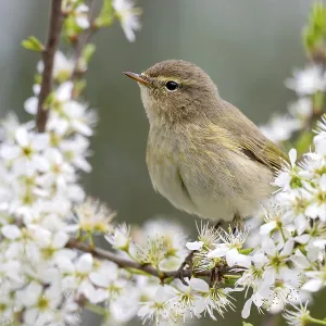 Chiffchaff (Phylloscopus collybita) Chiffchaff (Phylloscopus collybita)
