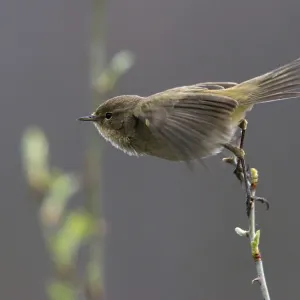 Chiffchaff, phylloscopus collybita Chiffchaff, phylloscopus collybita