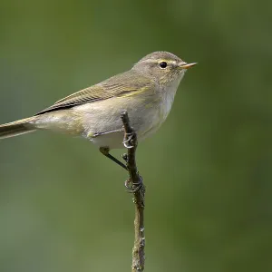Chiffchaff (Phylloscopus collybita) Chiffchaff (Phylloscopus collybita)