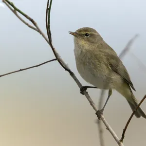 Chiffchaff, Phylloscopus collybita. Chiffchaff, Phylloscopus collybita.