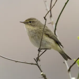 Chiffchaff, Phylloscopus collybita. Chiffchaff, Phylloscopus collybita.