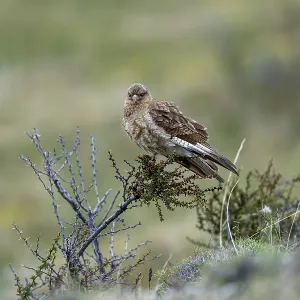 Chimango Caracara Print, Torres del Paine National Park Chimango Caracara Print, Torres del Paine National Park