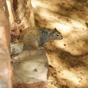 A Chipmunk on a Brick Wall Print, Zion National Park, Utah A Chipmunk on a Brick Wall Print, Zion National Park, Utah