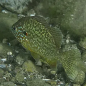 Colourful Pumpkinseed Sunfish Print Colourful Pumpkinseed Sunfish Print