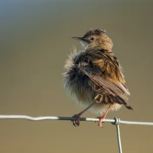 Cisticola Juncidis Print - Extremadura, Spain Cisticola Juncidis Print - Extremadura, Spain