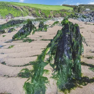 Bantham Beach Cliffs Print, Devon Coastline Bantham Beach Cliffs Print, Devon Coastline