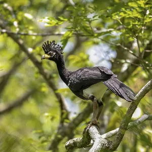Bare-faced Curassow Print, Pantanal Wetlands, Brazil Bare-faced Curassow Print, Pantanal Wetlands, Brazil