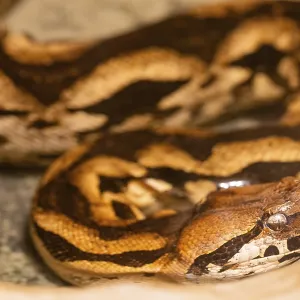 Burmese Python Print: Intrinsic Patterns and Coloration Burmese Python Print: Intrinsic Patterns and Coloration