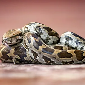 Indian Rock Python Print - Close-up of a Python in Sri Lanka Indian Rock Python Print - Close-up of a Python in Sri Lanka