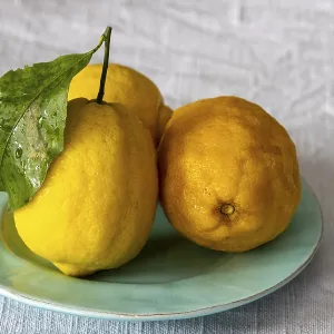 Nahaufnahme eines Amalfi-Lemons. Nahaufnahme eines Amalfi-Lemons.