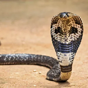 Indian Cobra Print - Cobra upright on sandy ground Indian Cobra Print - Cobra upright on sandy ground