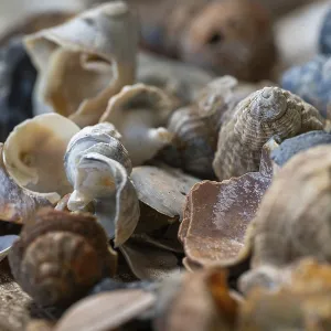 Colección de caracoles de playa variados. Colección de caracoles de playa variados.