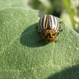 The Colorado Beetle on a Potato Leaf Print The Colorado Beetle on a Potato Leaf Print