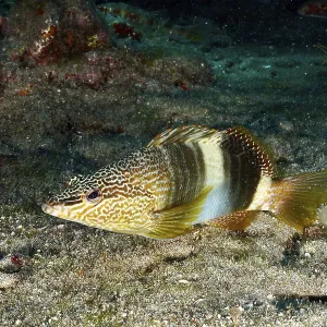 Colourfully Patterned Scribe Wrasse Print, Atlantic Ocean Colourfully Patterned Scribe Wrasse Print, Atlantic Ocean