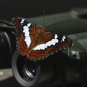 Commander Butterfly Print, Fraser's Hill, Malaysia Commander Butterfly Print, Fraser's Hill, Malaysia