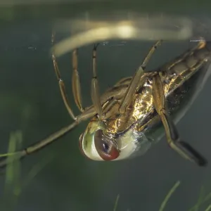 Common Backswimmer Print, Notonecta glauca