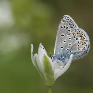 A Common Blue Perched Print, Hesse, Germany A Common Blue Perched Print, Hesse, Germany