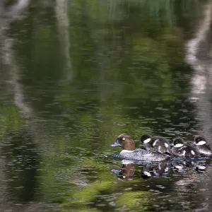 Common Goldeneye Print - Female with Chicks, Finland Common Goldeneye Print - Female with Chicks, Finland