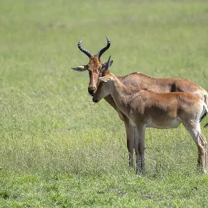 Common Hartebeest Print, Serengeti National Park, Tanzania Common Hartebeest Print, Serengeti National Park, Tanzania