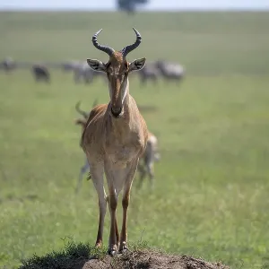 Common Hartebeest Print, Serengeti National Park, Tanzania Common Hartebeest Print, Serengeti National Park, Tanzania