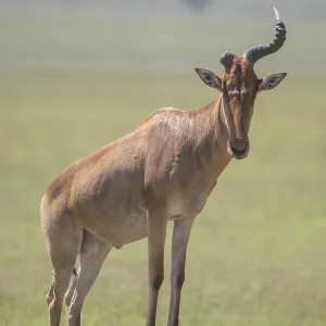 Common Hartebeest Print, Serengeti National Park, Tanzania Common Hartebeest Print, Serengeti National Park, Tanzania