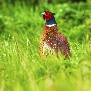 Common Pheasant Print, Bempton Cliffs, Yorkshire Common Pheasant Print, Bempton Cliffs, Yorkshire