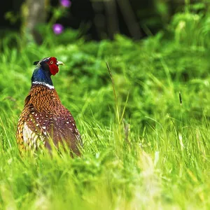 Common Pheasant Print, Bempton Cliffs, Yorkshire Common Pheasant Print, Bempton Cliffs, Yorkshire