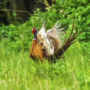 Common Pheasant Print, Bempton Cliffs, Yorkshire Common Pheasant Print, Bempton Cliffs, Yorkshire
