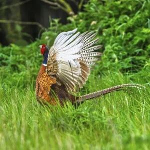 Common Pheasant Print, Bempton Cliffs, Yorkshire Common Pheasant Print, Bempton Cliffs, Yorkshire