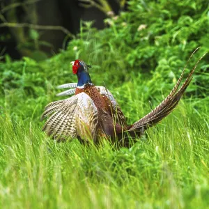 Common Pheasant Print, Bempton Cliffs, Yorkshire Common Pheasant Print, Bempton Cliffs, Yorkshire