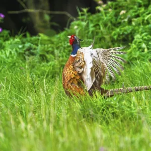 Common Pheasant Print, Bempton Cliffs, Yorkshire Common Pheasant Print, Bempton Cliffs, Yorkshire