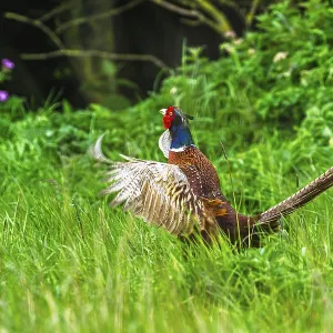 Faisan de colchide, Phasianus colchicus. Faisan de colchide, Phasianus colchicus.