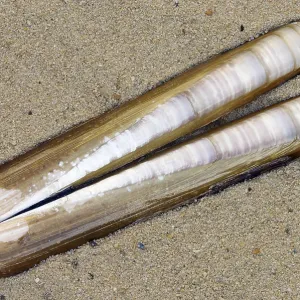 Texel Common Razor Clam Shells Print (Ensis directus) Texel Common Razor Clam Shells Print (Ensis directus)