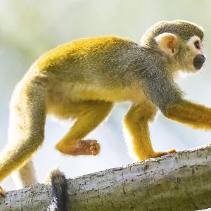Common Squirrel Monkey Print, Captive South America Common Squirrel Monkey Print, Captive South America