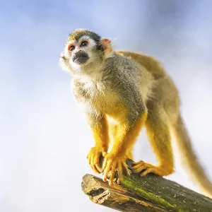 Common Squirrel Monkey Print - South America Common Squirrel Monkey Print - South America
