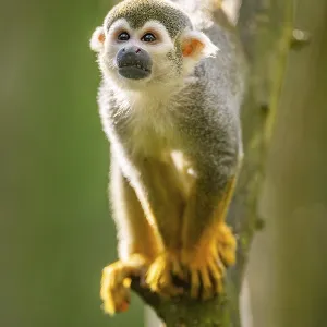 Common Squirrel Monkey Print, Captive, South America Common Squirrel Monkey Print, Captive, South America