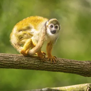 Common Squirrel Monkey Print, Captive, South America Common Squirrel Monkey Print, Captive, South America