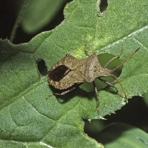 Coreus marginatus Print - Fringe Bug Coreus marginatus Print - Fringe Bug